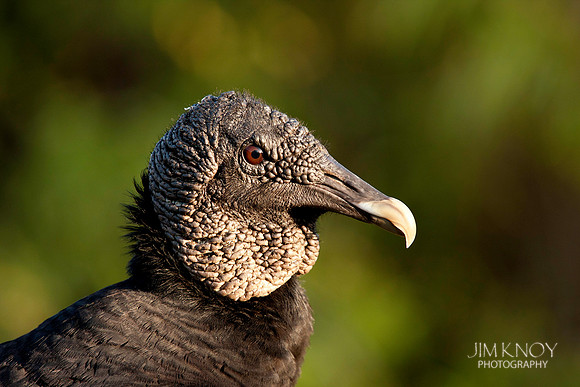Black Vulture