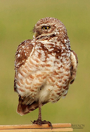 Perched, Male Burrowing Owl