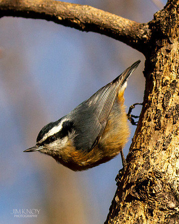 Red-breasted Nuthatch