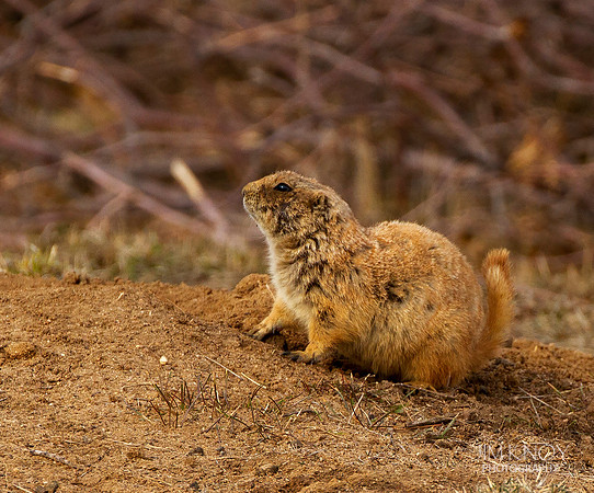 Prairie Dog Alert