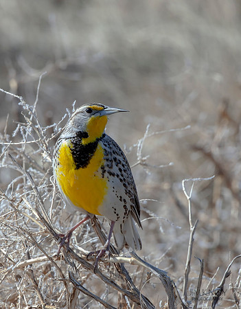 Western Meadowlark