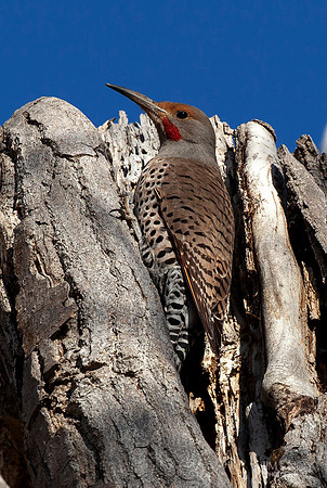 Northern Flicker