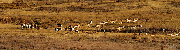 Pronghorn on the Move