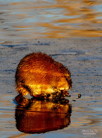 Muskrat