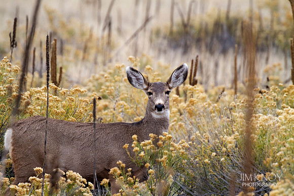 Mule Deer