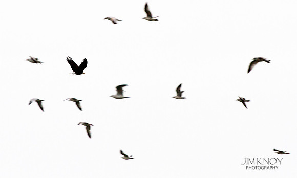 Bald Eagle among Gulls