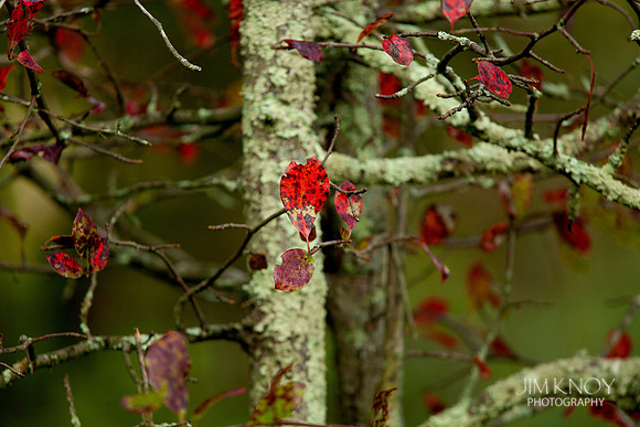Red leaf with Lichen