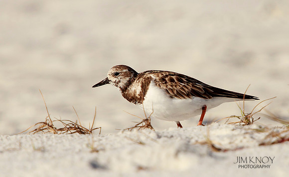 Ruddy Turnstone II