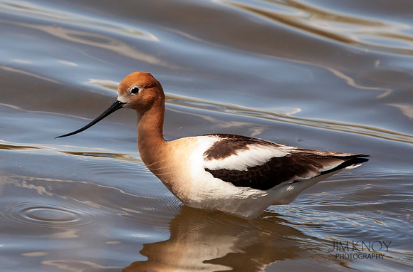 American Avocet