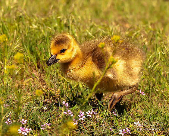 Gosling in Flowers