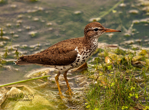 Spotted Sandpiper on Alert