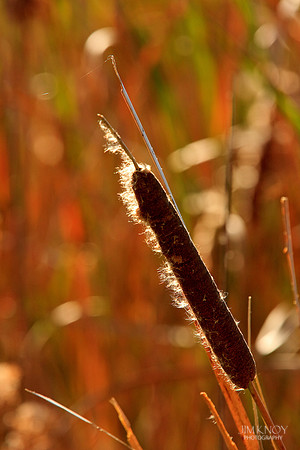 Cattail ay Dyke Marsh