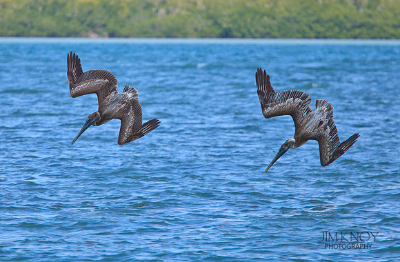 Diving Pelicans
