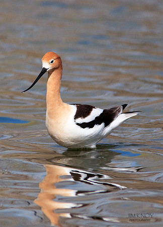 American Avocet