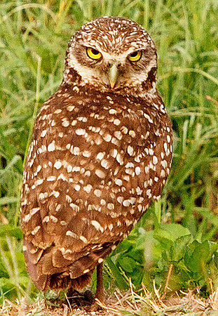 Burrowing Owl with Head Turned