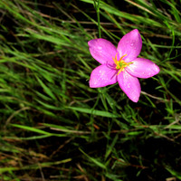 Marsh Pink