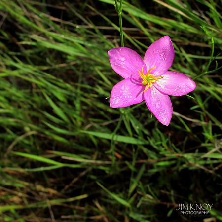 Marsh Pink