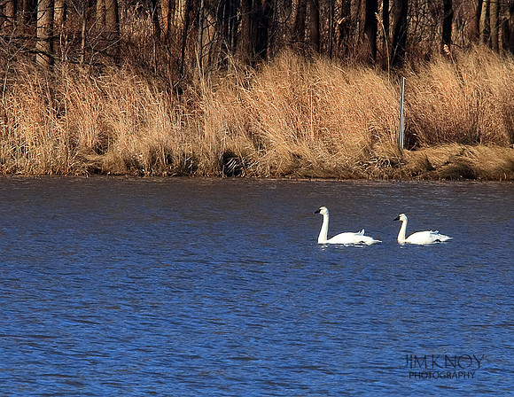 Tundra Swans