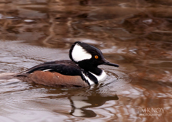 Male Hooded Merganser