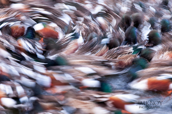 Counter Cyclonic Storm of Horthern Shovelers