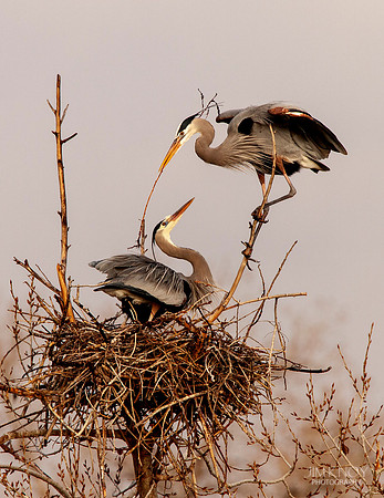Great blue Heron Nest Building