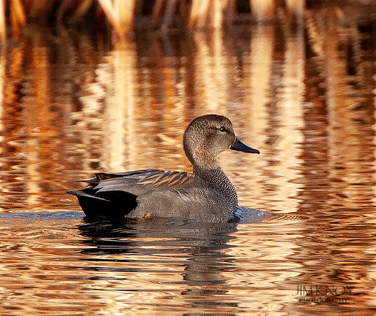 Gadwall
