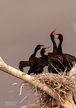 Nesting Cormorants