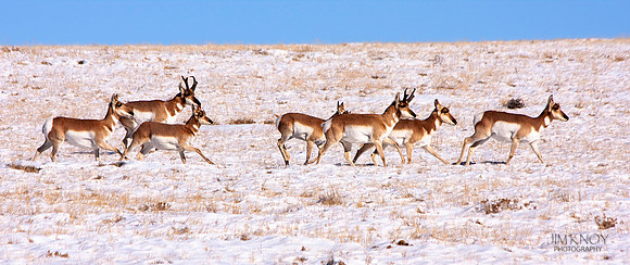 Pronghorn on the Move