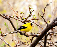 Male, American Goldfinch