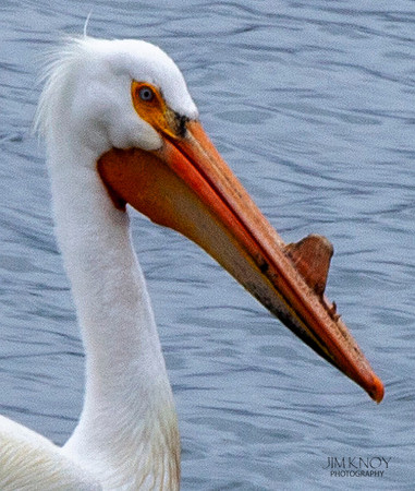American White Pelican