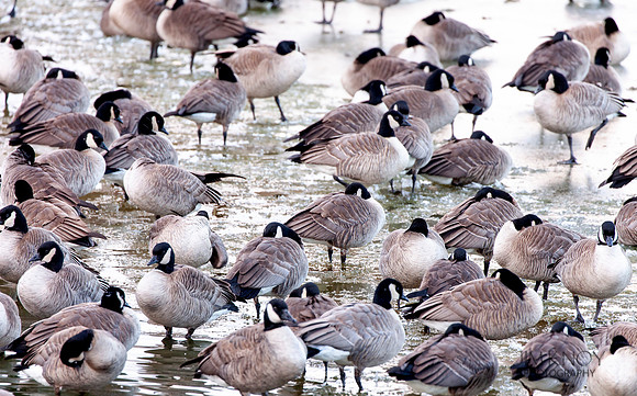 Cackling Geese