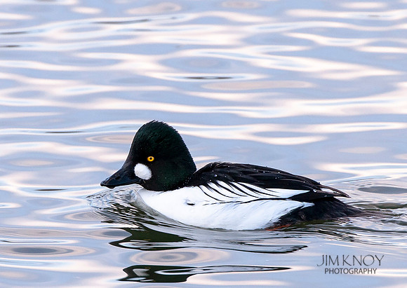 Golden-eye Duck