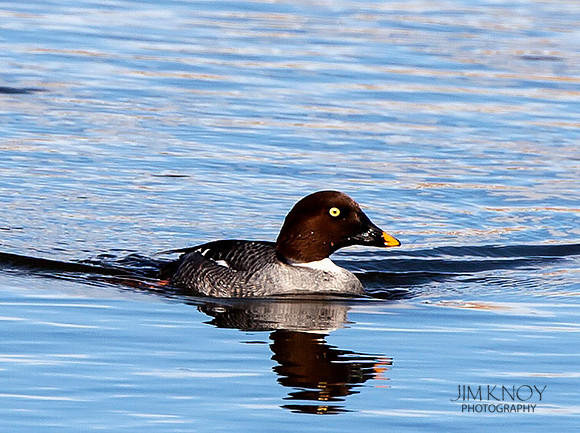 Female Golden-eye Duck