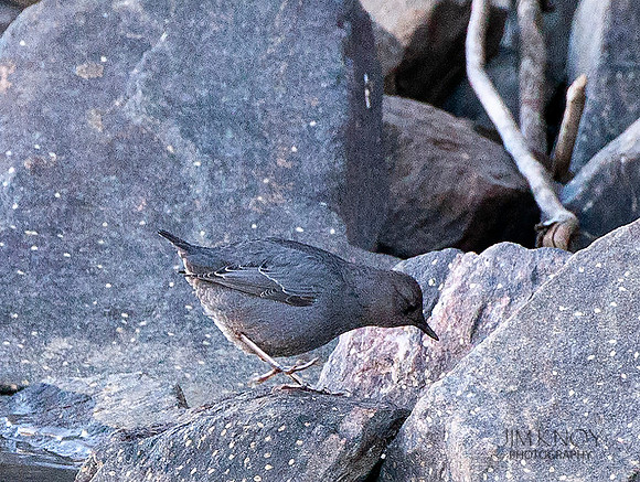 American Dipper