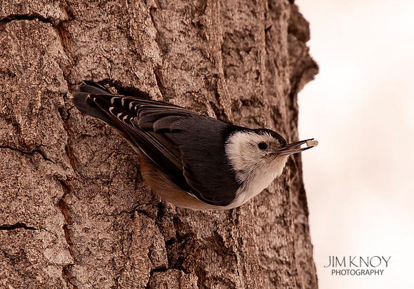 White-breasted Nuthatch