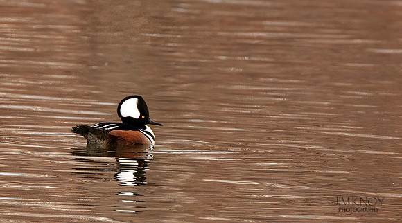 d Merganzer, Male