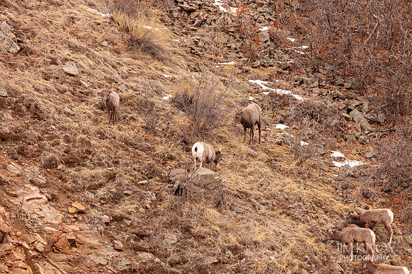 Bighorn Sheep