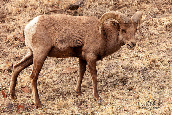 Bighorn Ram