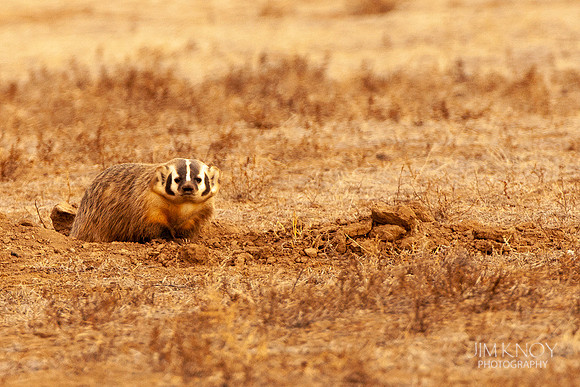 Badger