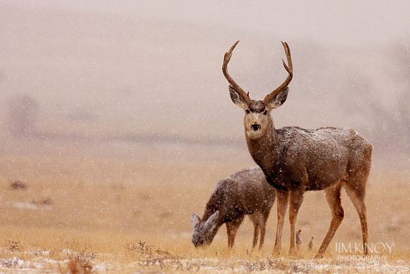 Mule Deer