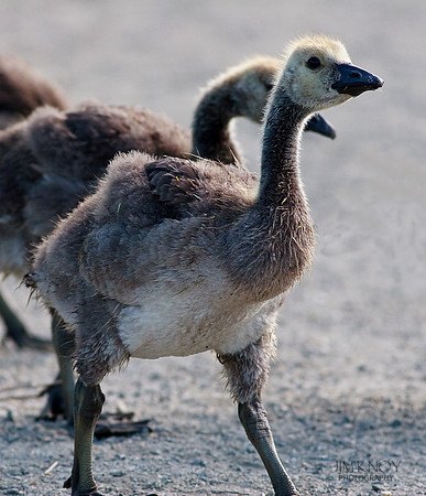 Goslings