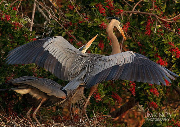 Courting Great Blue Herons