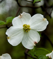 Dogwood