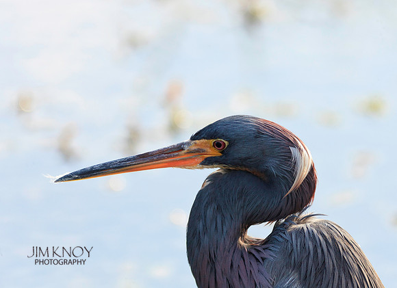 Tri-Colored Heron