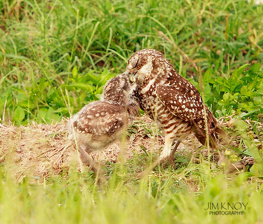 Burrowing Owl Mother Feeding Owlet