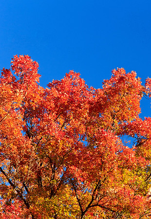 Oak in Fall