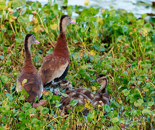 Black-Bellied Whistling Ducks and Ducklings