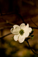 Dogwood Flower