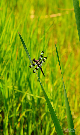 Twelve-Spotted Skimmer