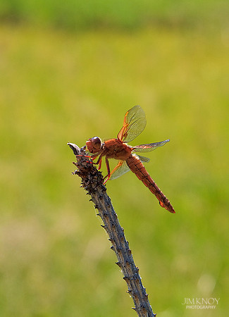 Dragonfly in Sun